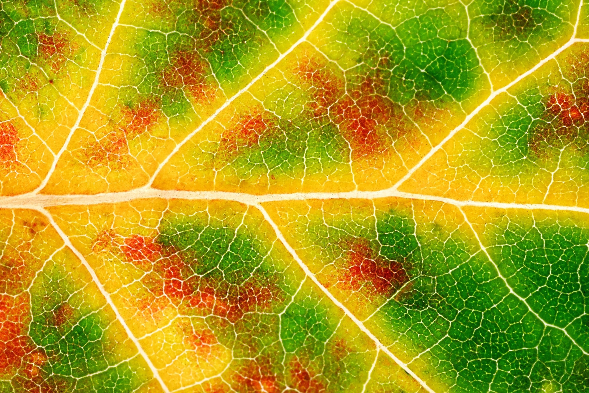 Leaftronics: Using Leaf Veins to Build Lower Waste Electronics