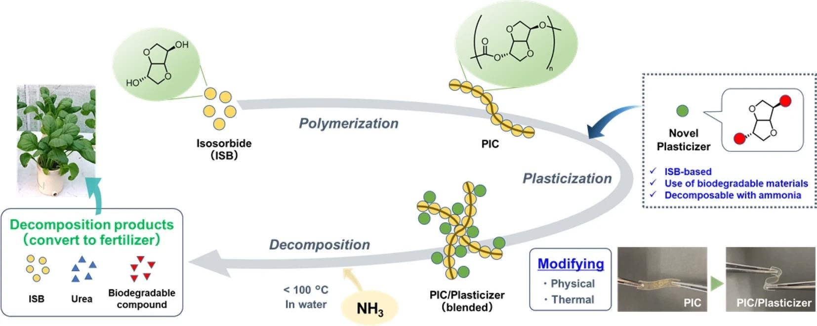 Schematic representation of the polymer system introduced in this work.
