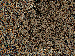 Addition of Carbon Nanofibers Reduce Flammability of Upholstered Furniture