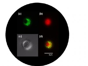 Polymer Layers and Nanoparticles Provides Precise Targeted Drug Delivery Mechanism