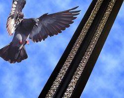 Monel Marine Alloy Used to Deter Pidgeons