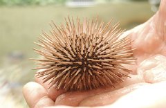 Sea Urchins Give Insight on the Potential of Ever Sharp Cutting Tools