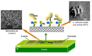 Biosensor Can Detect Sexually Transmitted Disease