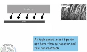 Geckos Provide Insights into Friction and Adhesion