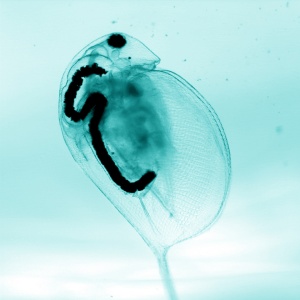 The Impact of Nanoparticles on the Environment