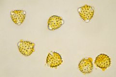 Malvern Particle Characterization System Finds Application in Allergy Research