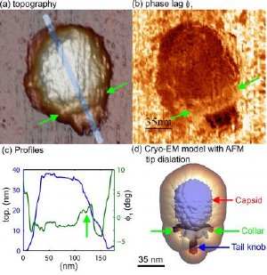 Nanoscale Imaging Tool Works Differently in Watery Environments