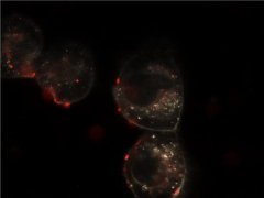 Researchers Win £1 million to Study Safety of Nanoparticles