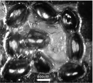 Nickel-Coated Blowfly Eyes Perfect for Manufacturing Solar Cells