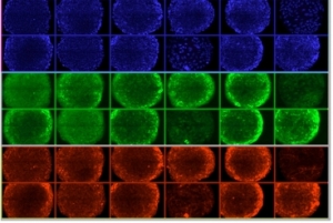 Researchers Develop New Synthetic Material for Human Stem-Cell Growth