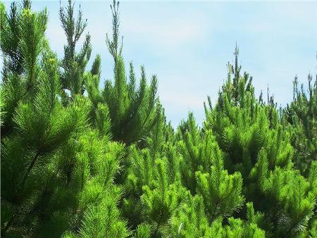 Scientists Develop Environment-Friendly Food Packaging Material