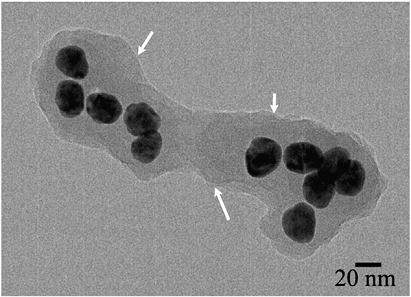 Low-Cost and Eco-Friendly Technique to Produce Silver Nanoparticles