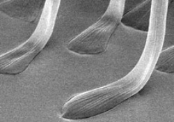 Bionic Researchers Design Artificial Material Inspired by Beetles