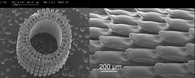 Microscopic Mechanics of Sea Urchin's Spine