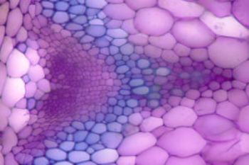 Plant Hormone Study Results Provide Insights to Produce Next-Generation Biofuels
