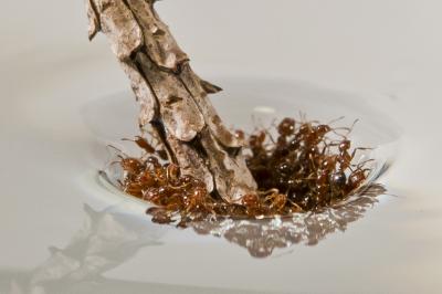 Fire-Ant Rafts Might Inspire New Research in Material Science