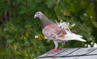 Backpack with Piezoelectric Material Generates Power through Flapping of Bird’s Wings