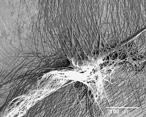 Scientists Create Synthetic Duplicates of Spider’s Super-Sticky, Silk ‘Attachment Discs’