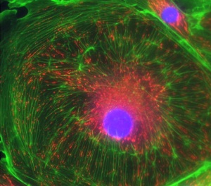 LASER COMPONENTS Introduces New Filters for Flow Cytometry