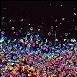 Harvard Researchers Develop Super-Repellent Coating for Medical Implants