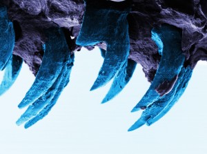 Discovery of the Strongest Natural Material Known to Man