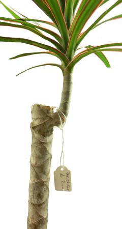 MRI Imaging of Plants Could Help Design New Engineering Materials