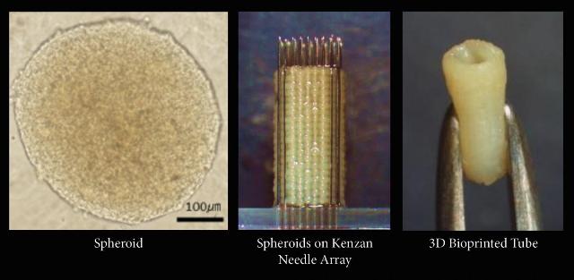 Cyfuse Biomedical’s 3D Bioprinter and Cell Applications’ Primary Cells Help Make Scaffold-Free 3D Tissues