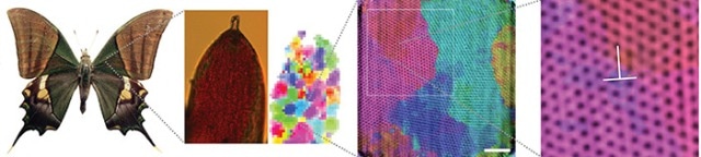 Physicists Develop New Microscopy Method to Visualize Internal Nanostructure of Butterfly Wings