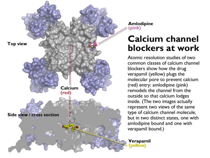 Atomic Level Analysis Showcases Functioning of Calcium Channel Blockers