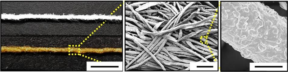 Gold-Covered, Cotton-Based Electrodes Could Improve Efficiency of Biofuel Cells
