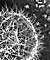 Measuring Copper in Zinc Oxide Nanowires to Optimise Optical and Electrical Properties