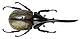 Scientists Study Remarkable Color Changing Beetle