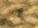 New Highly Dependable Method for Detecting Gunshot Residue