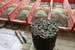 Researchers in Search of Environmentally Sustainable Asphalt
