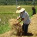 Dramatic Increases for Biogas Yields from Rice Straw