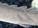 Future Body Armor Designs Draw Inspiration from Primitive Fish