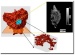 Researchers Created 3D Image of a Material Known as Liquid Smoke