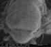 Researchers Develop Method to Rapidly Copy Biological Surface Structures