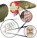 Generating Electricity Using Tips from Nature
