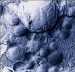 NIH Awarded Grant to Investigate New Way to Increase the Efficacy of Nanocarrier-based Drugs