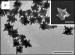 Bioengineers Develop Tiny Gold Stars for New Medical Diagnoses