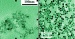 Researchers Demonstrate for First Time Plants Ability to Absorb Nanoparticle and Accumulate them in Tissues