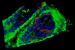 Latest Techniques in Fluorescence Imaging Available Online