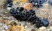 Chemists Creates Synthetic Metal Adhesives from Mussels