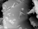 New Study on Microorganisms
