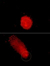 New Holographic Method Shows Potential for Analyzing Biological Devices and Creating Nano Devices