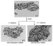 Gold Nanoparticle-Based Drug Delivery System Developed