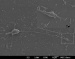 Magnetic Nanotubes May Help Treat Sufferers of Parkinson's and Alzheimer's Diseases