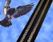 Monel Marine Alloy Used to Deter Pidgeons