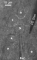 Semiconductor Photoelectrodes Activate Neurons Using Light